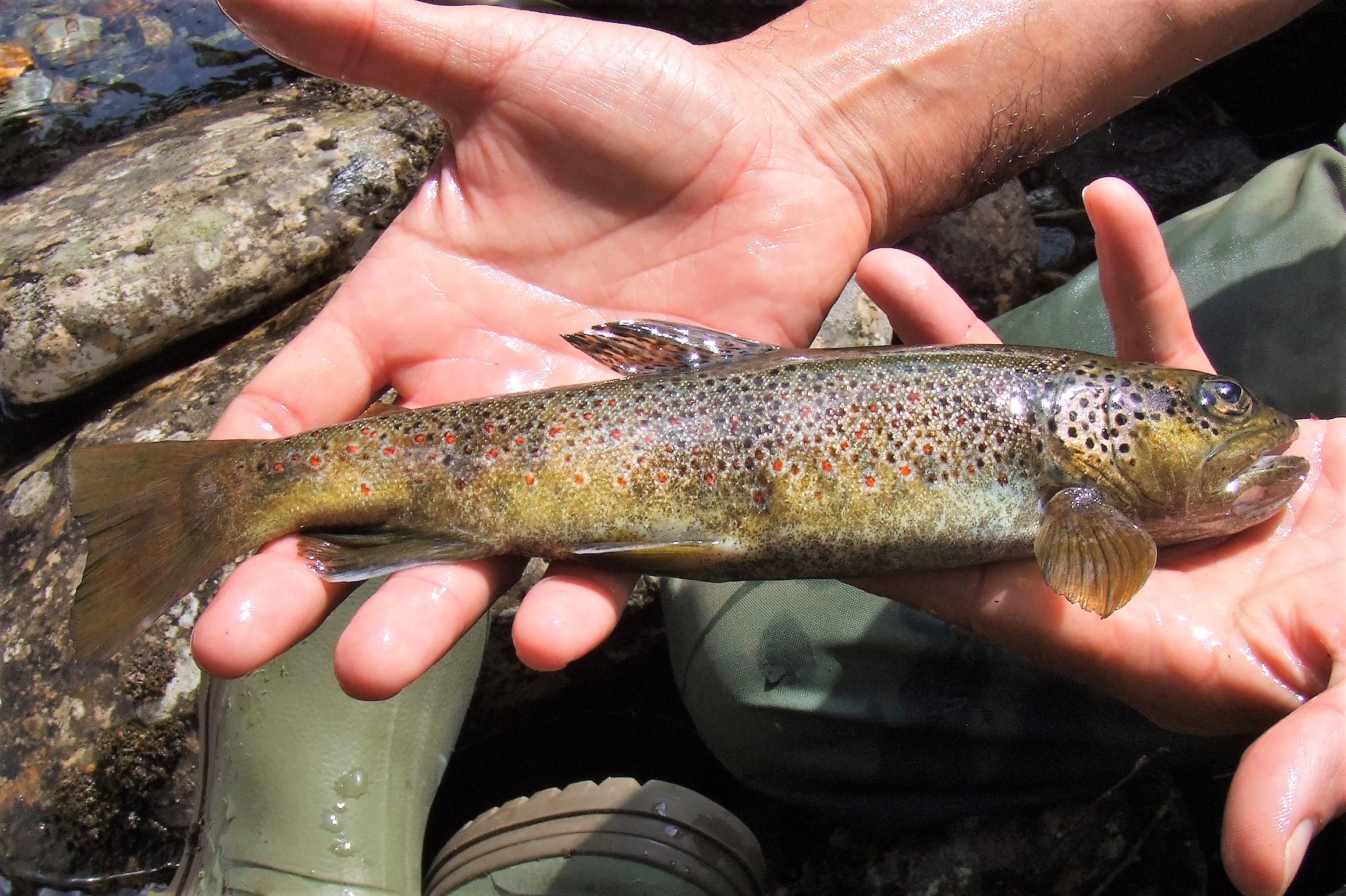 Photograph of a trout