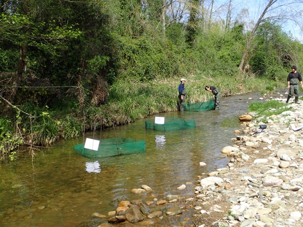 Field experiment, GRECO, IEA, UdG