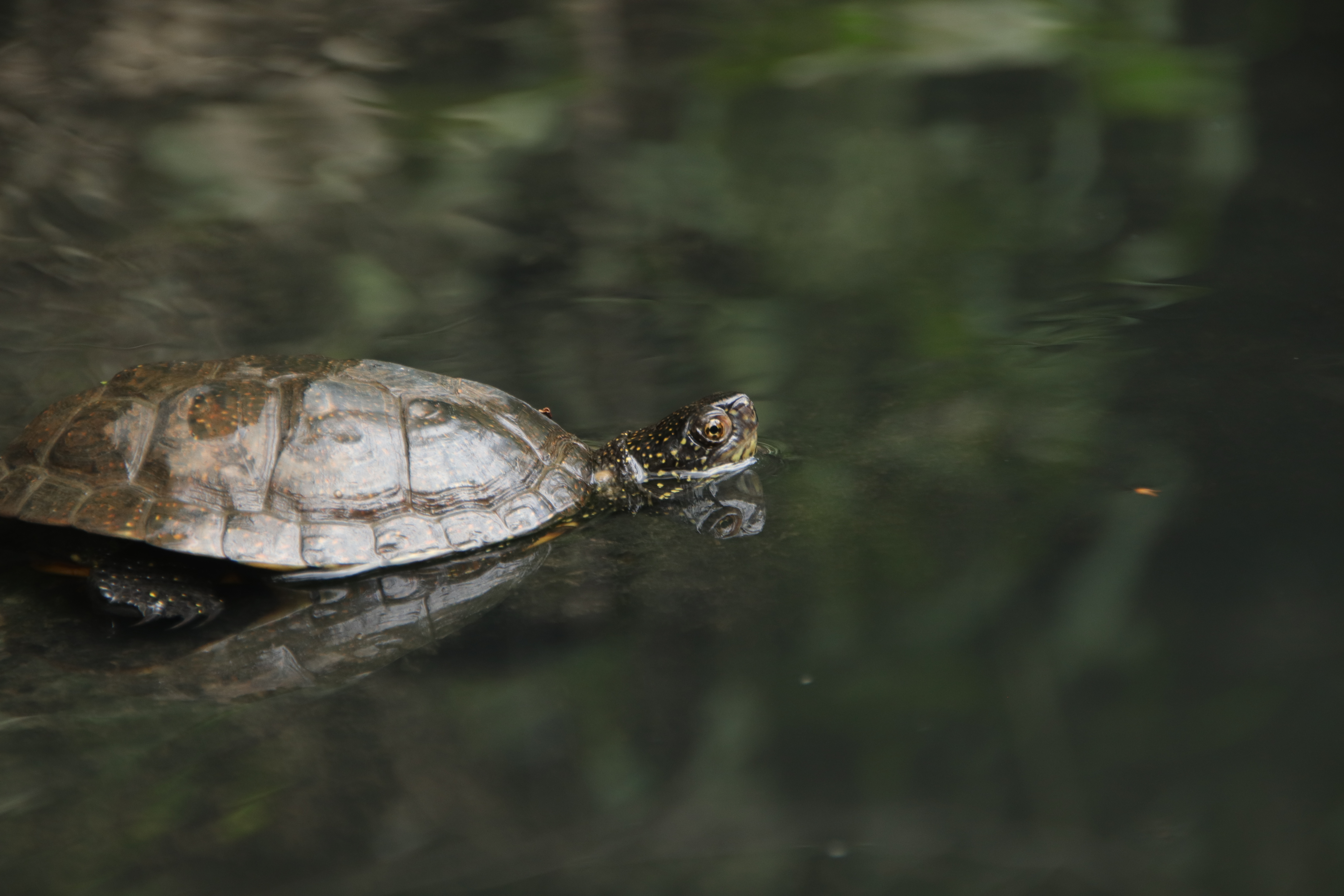 Pond turtle