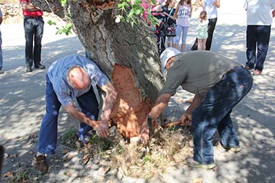 2 hombres de edad avanzada arrancando corteza mientras hay gente que observa