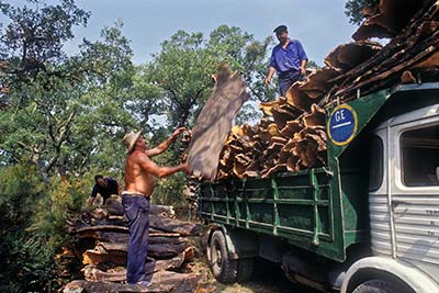 pela del corcho, tres operarios arrancando el corcho de las encinas