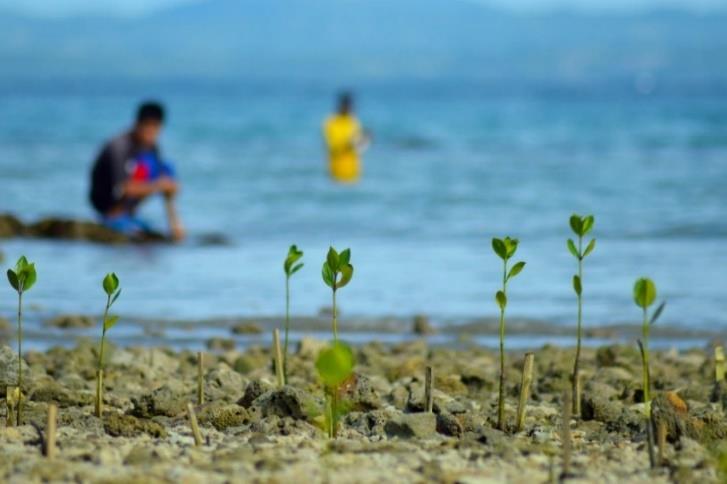 figura 3. Organización de las Naciones Unidas para la Alimentación y la Agricultura, «El estado de los bosques del mundo”.